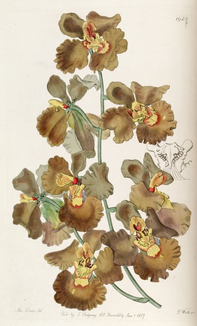 Oncidium crispum by Miss Drake